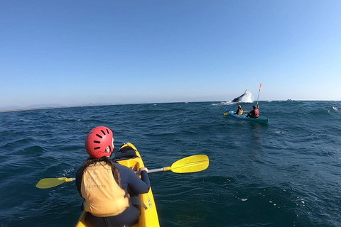 Kayaking With Dolphins In Byron Bay Guided Tour - Great Ocean Road Restaurant 3