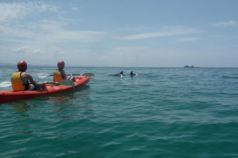 Kayaking With Dolphins In Byron Bay Guided Tour - Great Ocean Road Restaurant 4