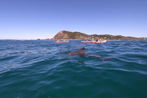 Kayaking With Dolphins In Byron Bay Guided Tour - Great Ocean Road Restaurant 5