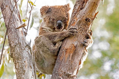 Wild Australian Wildlife 4WD Tour From Sydney - Great Ocean Road Restaurant 1