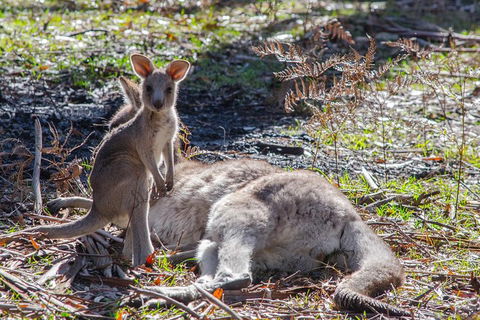 Adelaide To Melbourne 3-Day Trip Through Grampians And Great Ocean Road - Great Ocean Road Restaurant 5