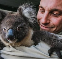 Kangaroos  Koala encounter experience Half day private tour - Great Ocean Road Restaurant