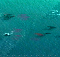 40-45 Minute Port Stephens and Stockton Beach Helicopter Flight - For 2 - Great Ocean Road Restaurant