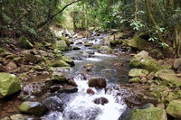 Springbrook Full Day Tour, Brisbane