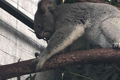 Perth Hills - Wildlife, Art & Gastronomy - Great Ocean Road Restaurant 3