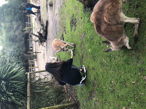 Perth Hills - Wildlife, Art & Gastronomy - Great Ocean Road Restaurant 4