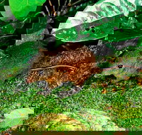 3-Day Small-Group Tour of North Queensland with Pick Up - Great Ocean Road Restaurant