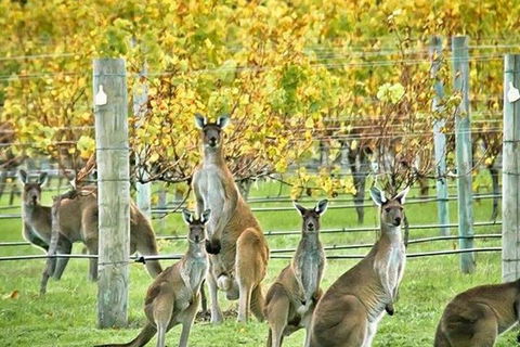 Margaret River Indulge And Discover Day Tour - Great Ocean Road Restaurant 0