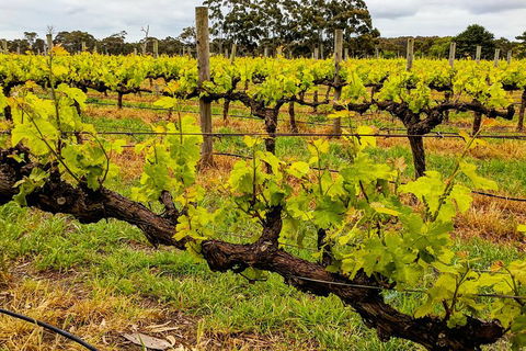 Margaret River Indulge And Discover Day Tour - Great Ocean Road Restaurant 5