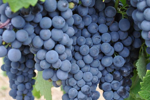 Adelaide Hills Day Tour. Winery Cellar Doors - Great Ocean Road Restaurant 3