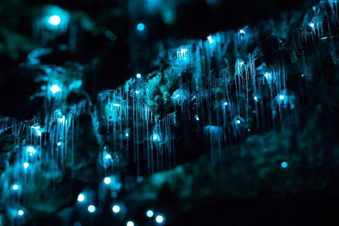 Hinterland Magic & Glow-worm Experience - Great Ocean Road Restaurant 1