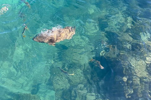 Aquascene Magnetic Island Discovery Tour - Great Ocean Road Restaurant 1