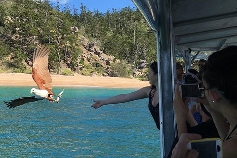 Aquascene Magnetic Island Discovery Tour - Great Ocean Road Restaurant 2