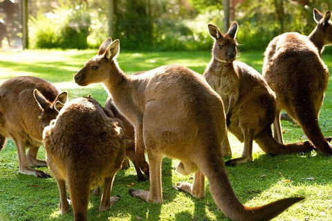 Melbourne City Card (3 Days): Visit Unlimited Attractions! - Great Ocean Road Restaurant 4