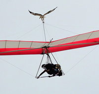 Hang gliding with HangglideOz - Great Ocean Road Restaurant
