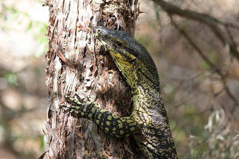 Byron Bay Combo: Minyon Falls And Hinterland Day Trip And Learn To Surf At Byron Bay - Great Ocean Road Restaurant 0