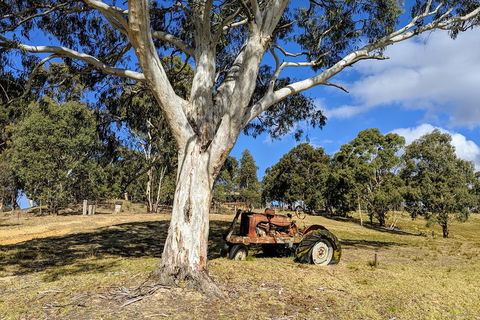 Blue Mountains Private Tour - Wild Kangaroos, Waterfalls And The Three Sisters - Great Ocean Road Restaurant 1