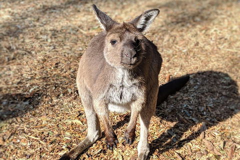 Blue Mountains Private Tour - Wild Kangaroos, Waterfalls And The Three Sisters - Great Ocean Road Restaurant 2