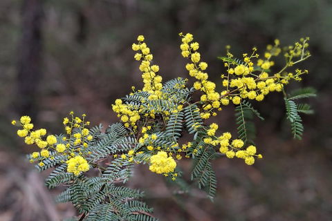 Blue Mountains Private Tour - Wild Kangaroos, Waterfalls And The Three Sisters - Great Ocean Road Restaurant 4