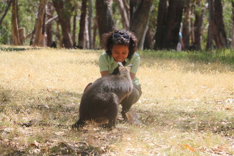 Cleland Wildlife Park Tour From Adelaide Including Mount Lofty Summit - Great Ocean Road Restaurant 1