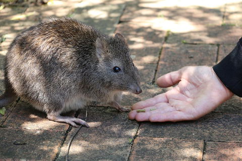 Cleland Wildlife Park Tour From Adelaide Including Mount Lofty Summit - Great Ocean Road Restaurant 2