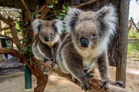 Cleland Wildlife Park Tour From Adelaide Including Mount Lofty Summit - Great Ocean Road Restaurant 3