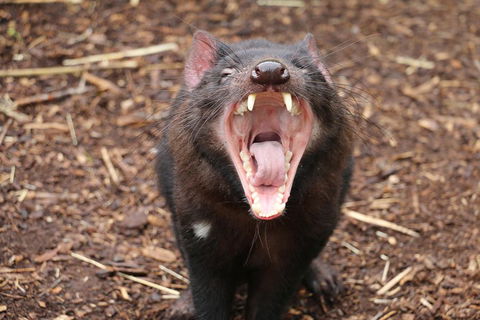 Cleland Wildlife Park Tour From Adelaide Including Mount Lofty Summit - Great Ocean Road Restaurant 4