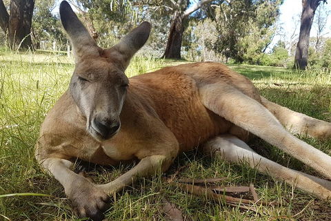 Cleland Wildlife Park Tour From Adelaide Including Mount Lofty Summit - Great Ocean Road Restaurant 5