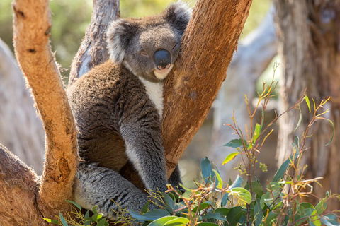 Mount Lofty Hike And Cleland Wildlife Park Day Trip From Adelaide - Great Ocean Road Restaurant 2