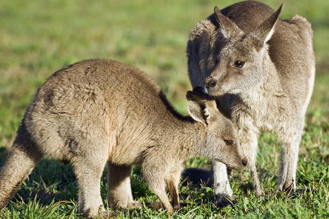 LGBT+ Friendly Full Day Phillip Island Private Tour - Great Ocean Road Restaurant 3
