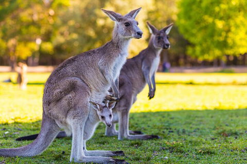 LGBT+ Friendly Full Day Phillip Island Private Tour - Great Ocean Road Restaurant 4
