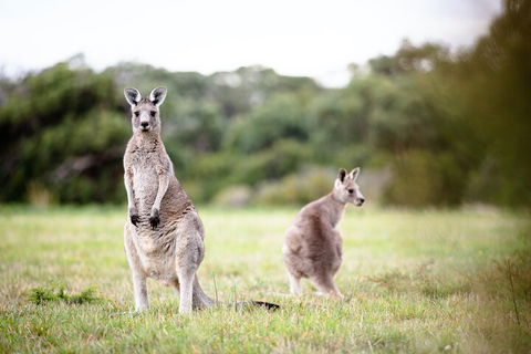 LGBT+ Friendly 3 Day Tour The Grampians, Daylesford & Ballarat - Great Ocean Road Restaurant 2