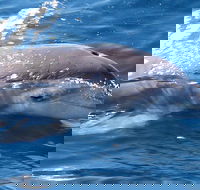 Jervis Bay Dolphin Watch Cruise - Great Ocean Road Restaurant