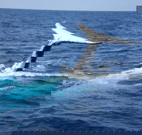 Whale Watching Jervis Bay - Great Ocean Road Restaurant