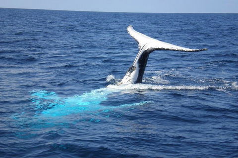 Whale Watching Jervis Bay - Great Ocean Road Restaurant 0