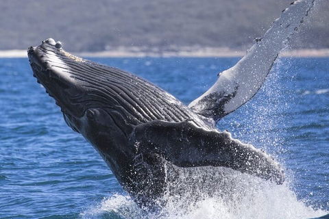Whale Watching Jervis Bay - Great Ocean Road Restaurant 2