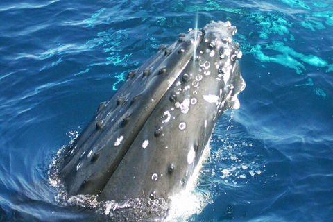 Whale Watching Jervis Bay - Great Ocean Road Restaurant 3
