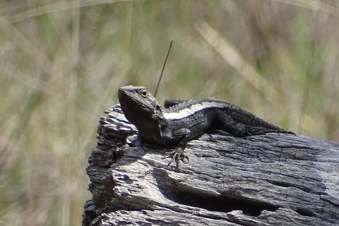 Inside The Greater Blue Mountains World Heritage - A Private Wildlife Safari Overnight - Great Ocean Road Restaurant 2