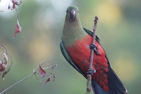 Inside The Greater Blue Mountains World Heritage - A Wildlife Safari Overnight - Great Ocean Road Restaurant 0