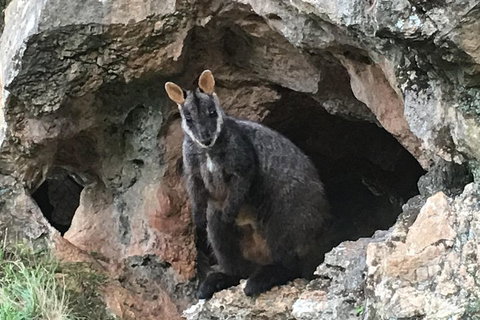 Inside The Greater Blue Mountains World Heritage - A Wildlife Safari Overnight - Great Ocean Road Restaurant 1