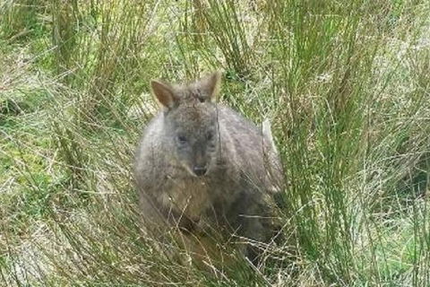 Leven Canyon Day Trip Including Wings Wildlife Park Or Gunns Plains Caves - Great Ocean Road Restaurant 3