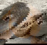 Kangaroo Island Scenic Trail Tour - Great Ocean Road Restaurant