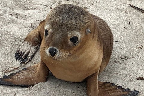 Kangaroo Island Scenic Trail Tour - Great Ocean Road Restaurant 0