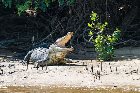 Full Day Cooktown Private Tour - Great Ocean Road Restaurant 4