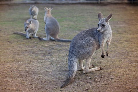 Private Tour: Blue Mountains Day Trip From Sydney - Great Ocean Road Restaurant 2