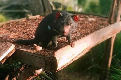 Bonorong Wildlife Park And Richmond Afternoon Tour From Hobart - Great Ocean Road Restaurant 4