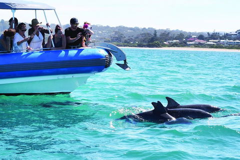 Southern Ocean Adventure From Victor Harbor - Great Ocean Road Restaurant 2