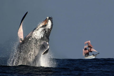Sydney Harbour Tall Ship Whale & Sail - Whale Watching Cruise - Great Ocean Road Restaurant 0