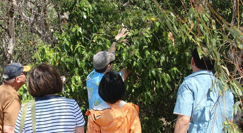 Magnetic Island Tour: Maggie Comprehensive - Great Ocean Road Restaurant 4