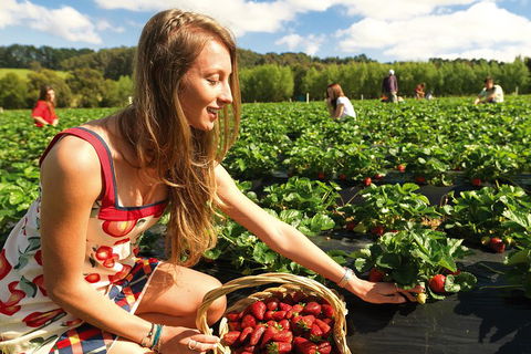 Mornington Peninsula Day Trip From Melbourne - Great Ocean Road Restaurant 0